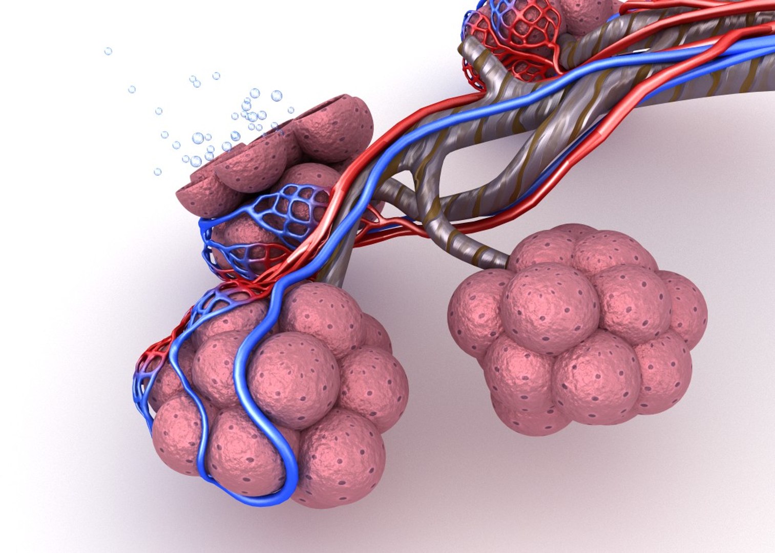 Alveoli Lungs Oxygen Model - TurboSquid 1221203