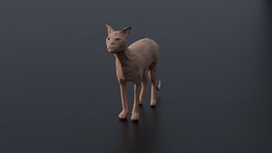 Sphynx Cat 3D model