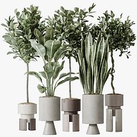 AV Indoor plants set 154 Ficus Microcarpa Moclame and Snake Green Sansevieria and Bird Of ParadiseBi