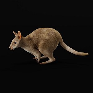 Dusky Wallaby Pademelon 3D model