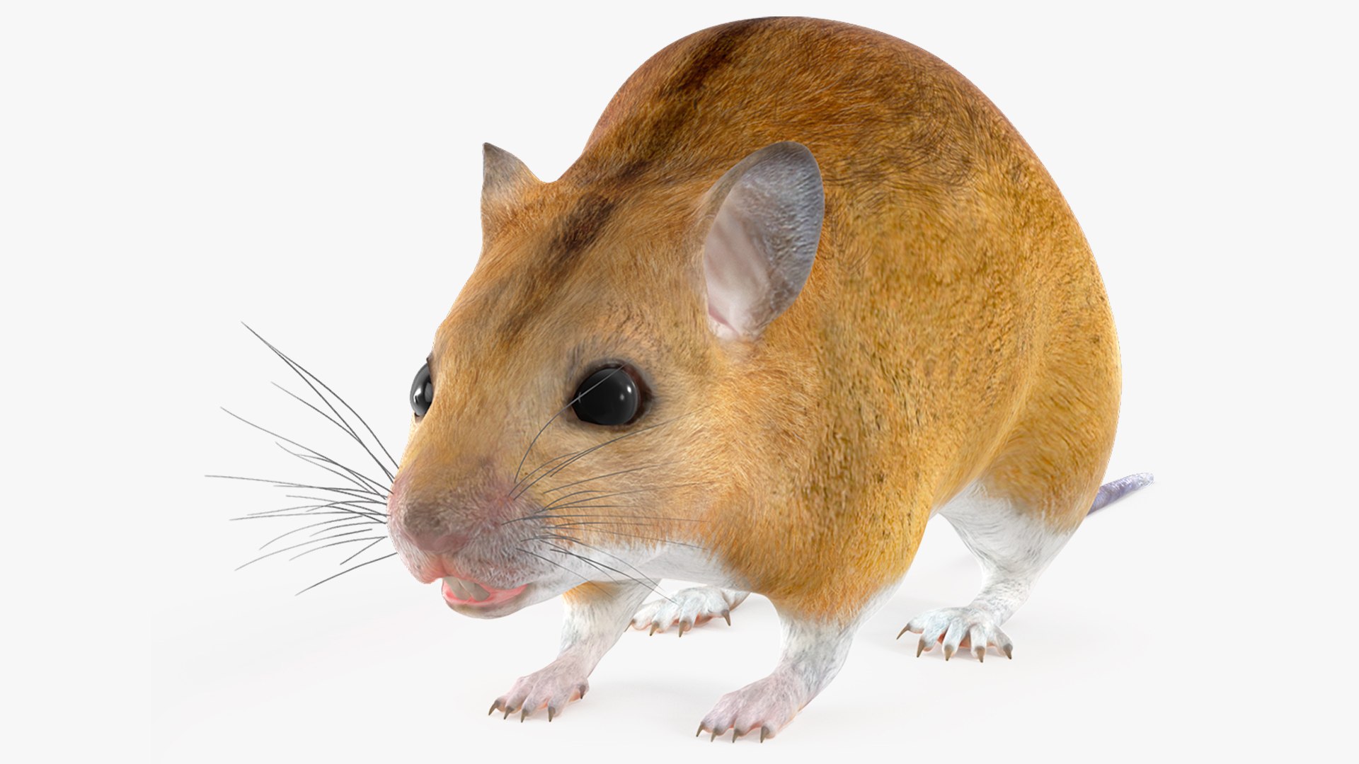 Australian Mouse Basic Pose 3D model preview