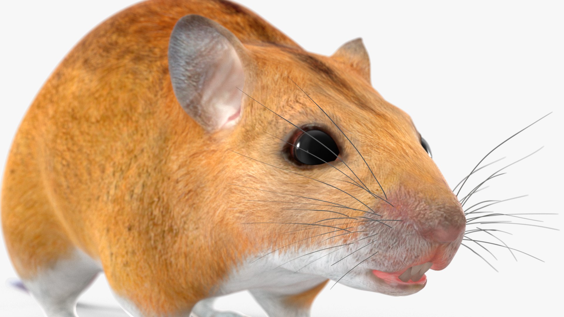 Australian Mouse Basic Pose Model - TurboSquid 2197110