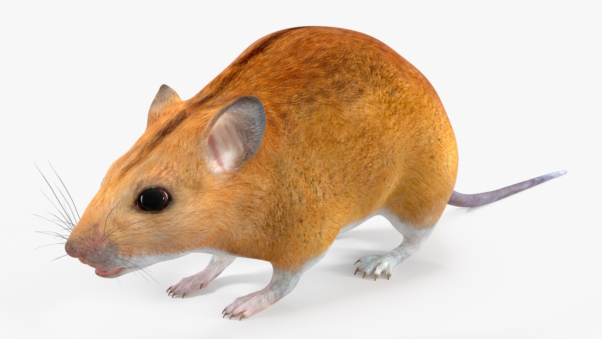 Australian Mouse Basic Pose Model - TurboSquid 2197110