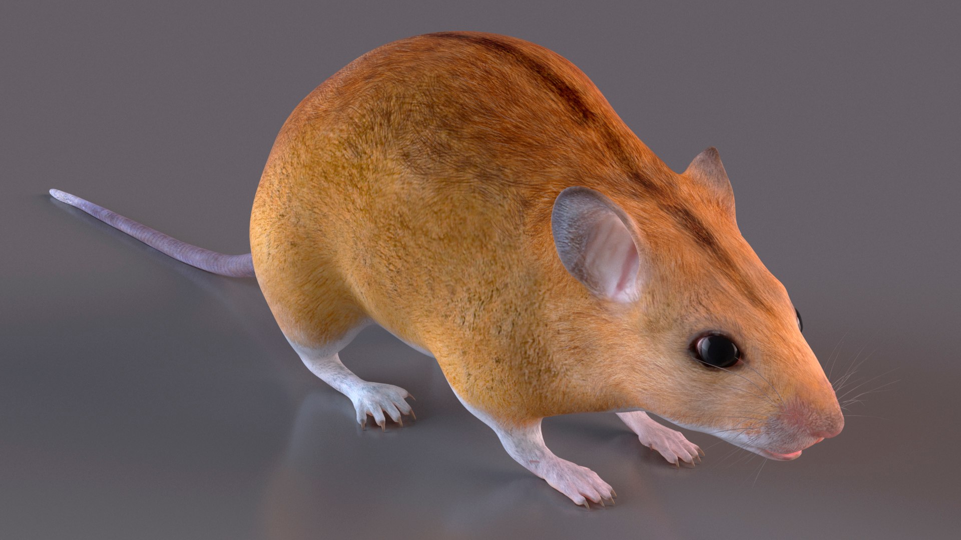 Australian Mouse Basic Pose Model - TurboSquid 2197110