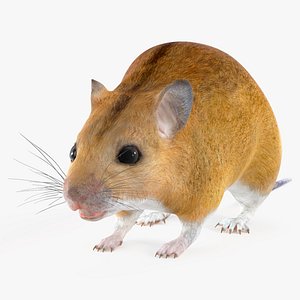 Australian Mouse Basic Pose