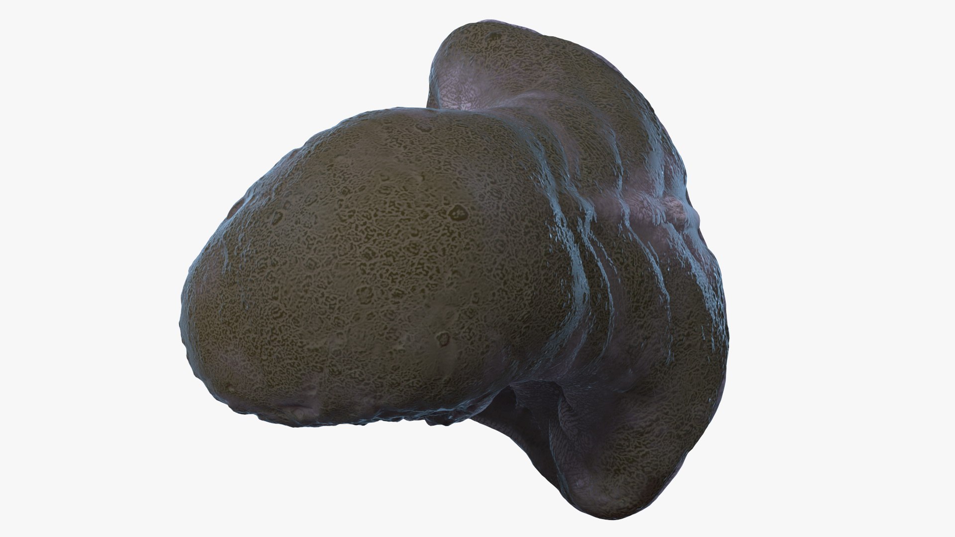 3D monster beast head creature https://p.turbosquid.com/ts-thumb/VA/dgLF4J/MC/monsterbeasthead3dmodel013/jpg/1614821808/1920x1080/fit_q87/88e63a7aa1030a7607bbbc99985fd319bf18728d/monsterbeasthead3dmodel013.jpg