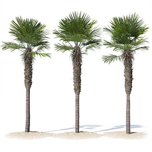 Trachycarpus fortunei palm tree 02 3D model
