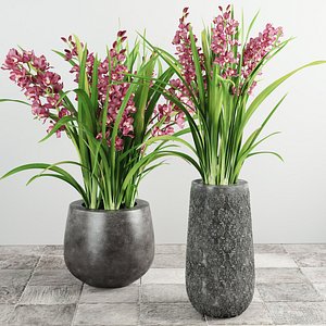 3d orchid flower plant