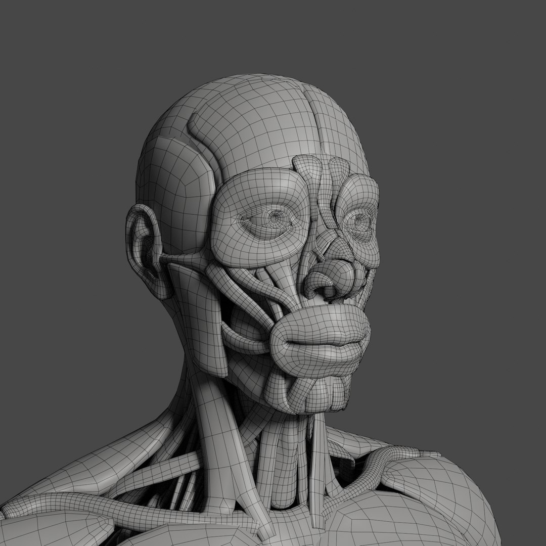 Anatomy Muscle Model - TurboSquid 1413159