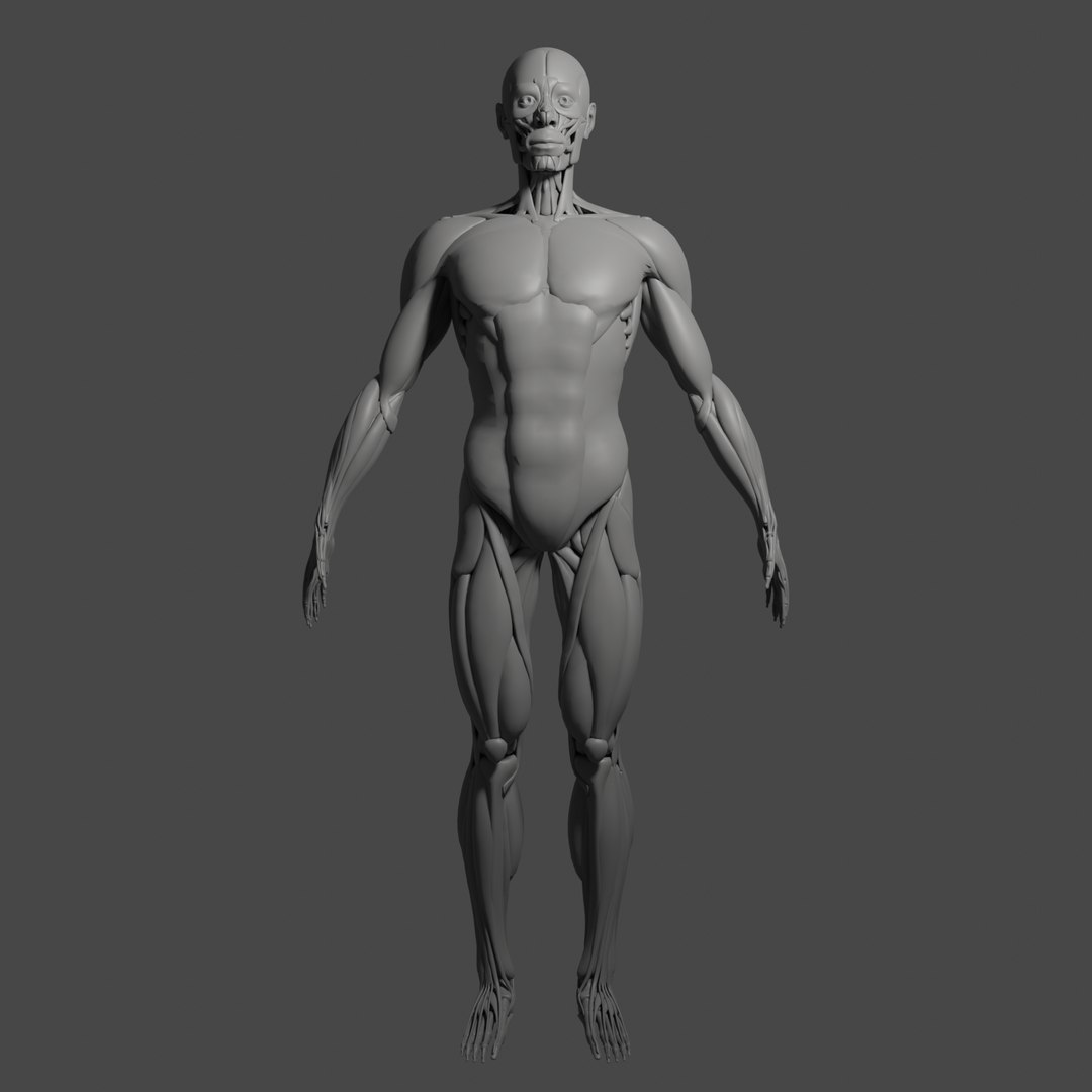 Anatomy muscle model - TurboSquid 1413159