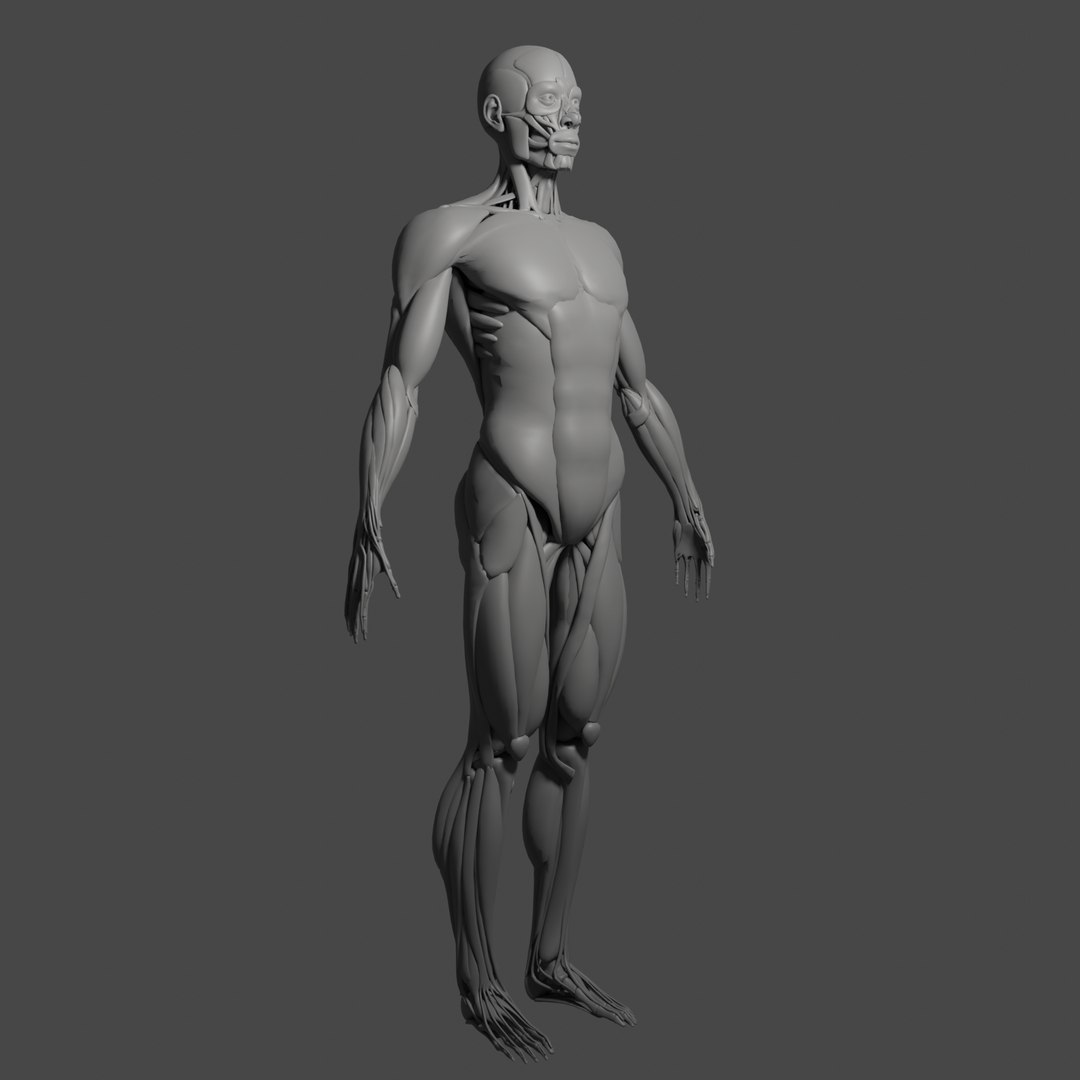 Anatomy muscle model - TurboSquid 1413159
