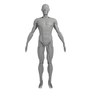 anatomy muscle model