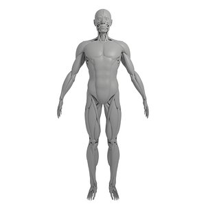 Anatomy 3d moedl