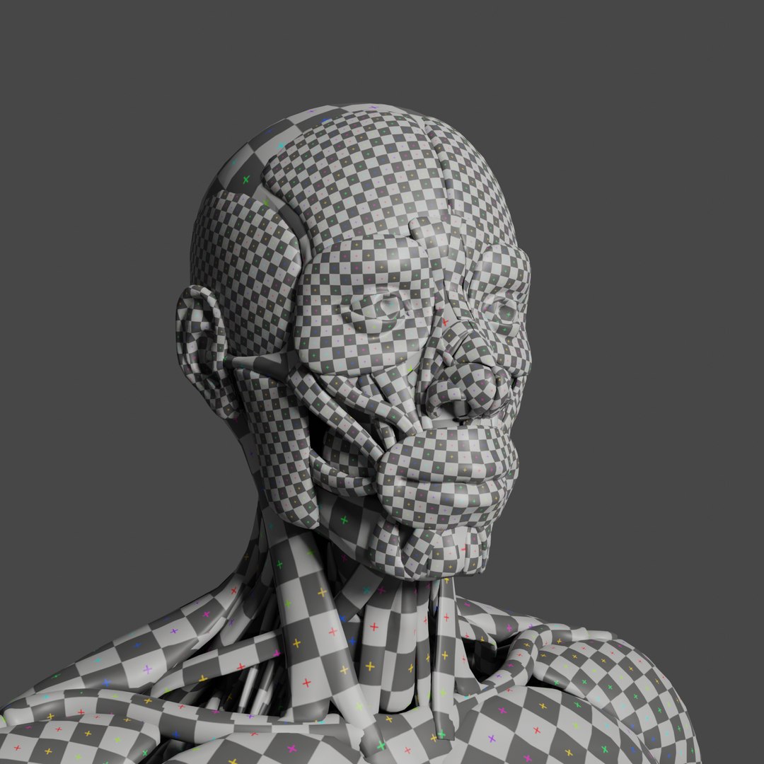 Anatomy Muscle Model - TurboSquid 1413159