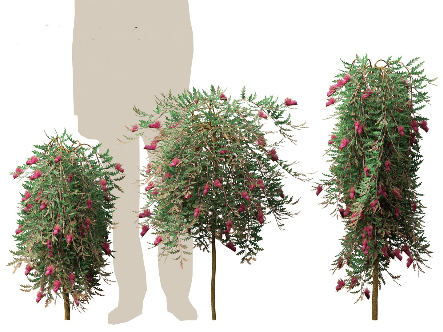 3D Grevillea Royal Mantle - Poorinda Royal Mantle Model - TurboSquid ...