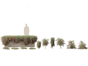 3D Grevillea Royal Mantle - Poorinda Royal Mantle model