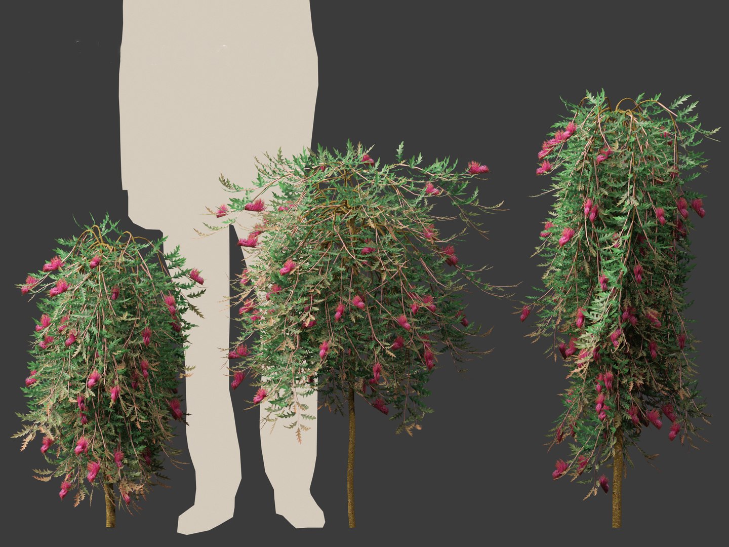 3D Grevillea Royal Mantle - Poorinda Royal Mantle Model - TurboSquid ...