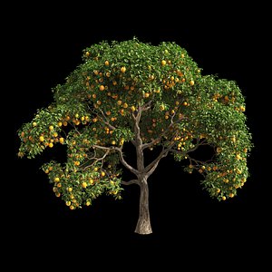 fruit tree orange model