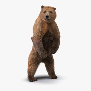 Brown Bear Standing Pose with Fur 3D Model