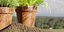 Collezione di piante in vaso Lowpoly vol 228-Blender-3dmodel