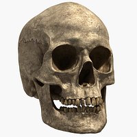 Human Skull (Lowpoly&Highpoly)