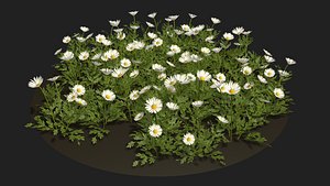 3D Camomile field grass chamomile garden model
