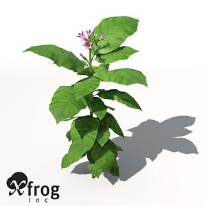 XfrogPlants Tobacco