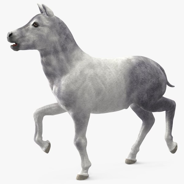 3D Shetland Pony White Rigged