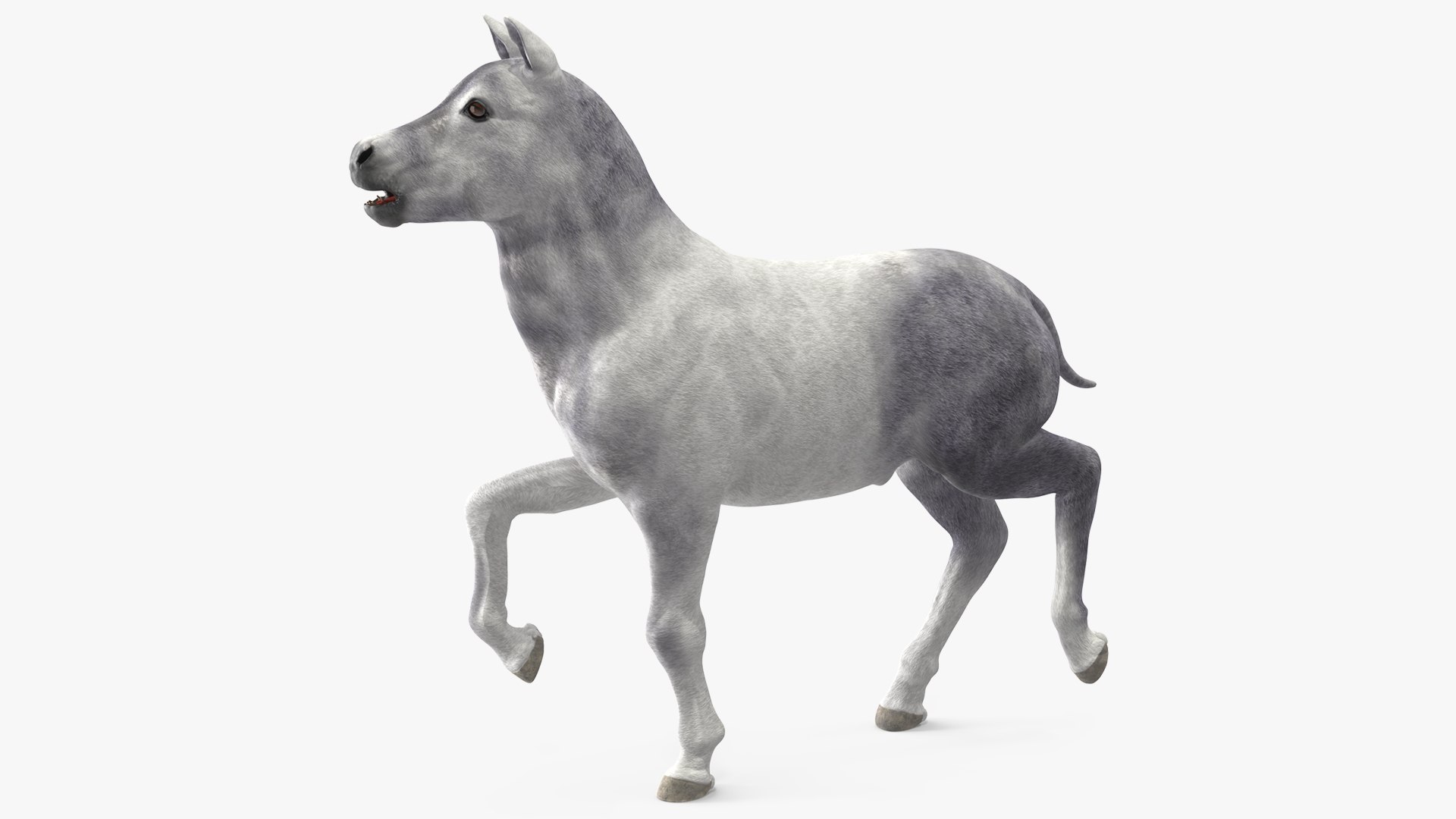 Shetland Pony White Rigged 3D model preview