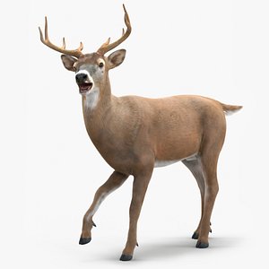 Virginia Deer Fur Rigged for Maya 3D model