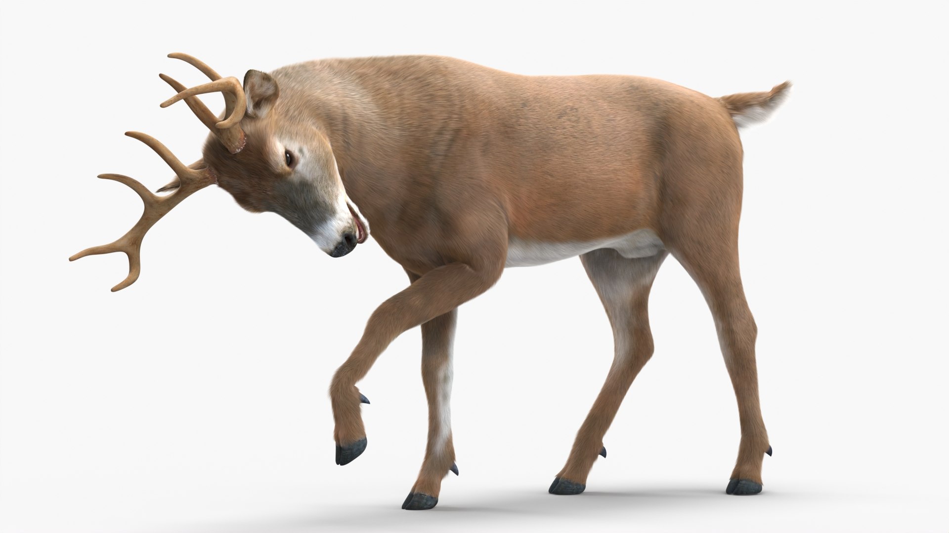 Virginia Deer Fur Rigged For Maya 3D Model - TurboSquid 2413412