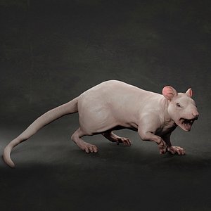 animal rat 3D model