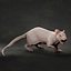 Rat