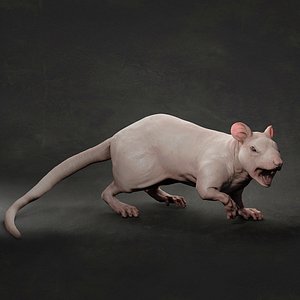 Rat