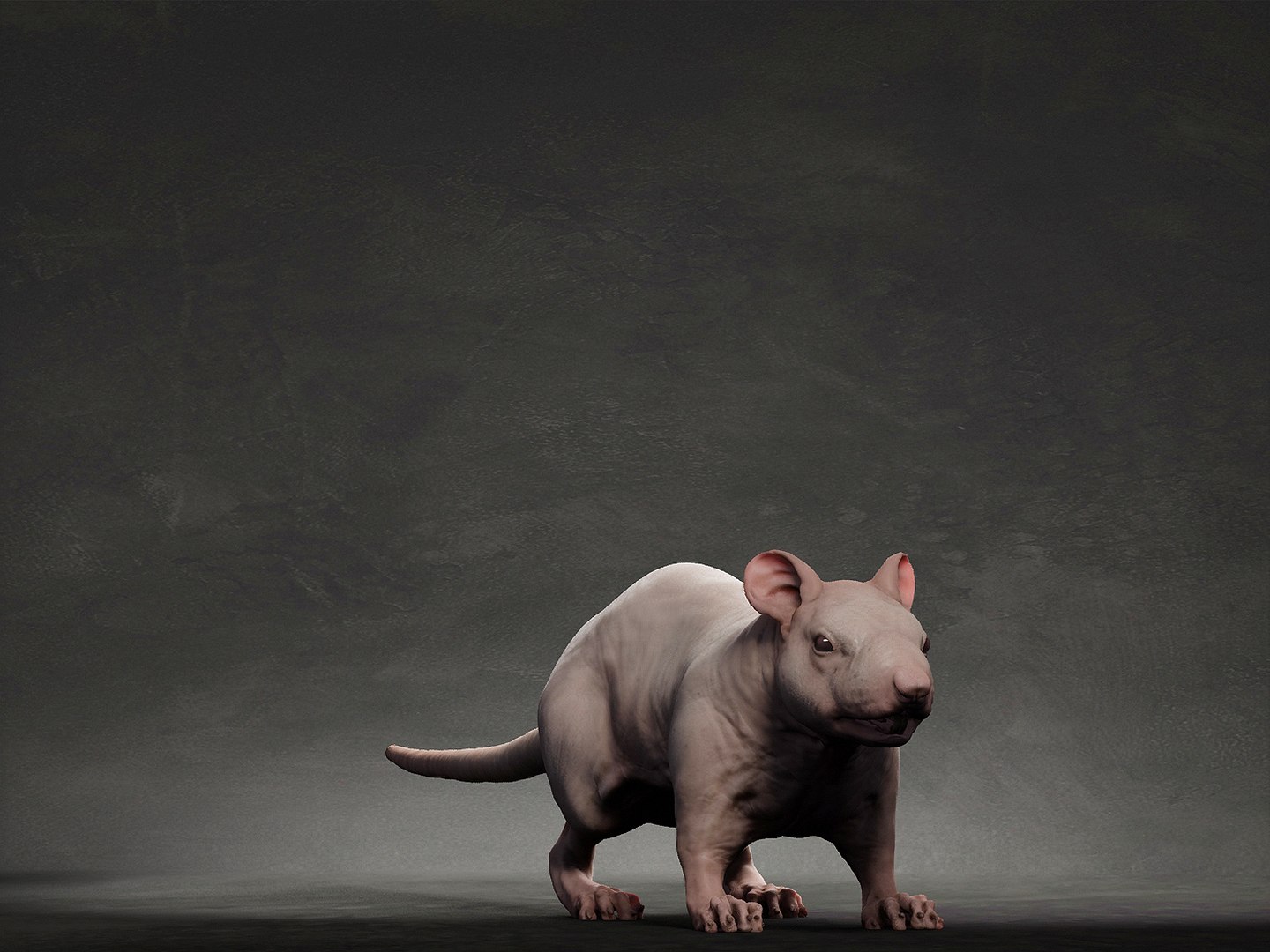 animal rat 3D model https://p.turbosquid.com/ts-thumb/VB/7GLJA5/7l/5/jpg/1633302214/1920x1080/fit_q87/7c4b69663fbe8e748e0f1fcd84f0d076e1dd4187/5.jpg