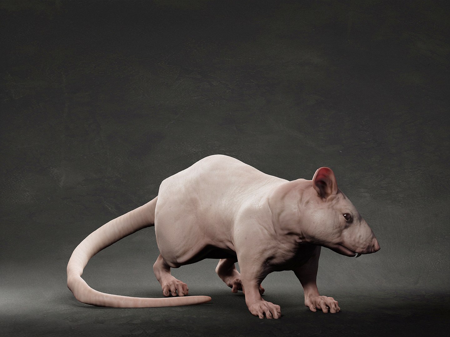animal rat 3D model https://p.turbosquid.com/ts-thumb/VB/7GLJA5/AK/2/jpg/1633302210/1920x1080/fit_q87/5872ecaacfee4f8ec697d35faa94e85462062f40/2.jpg