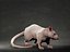 Rat