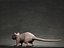 Rat