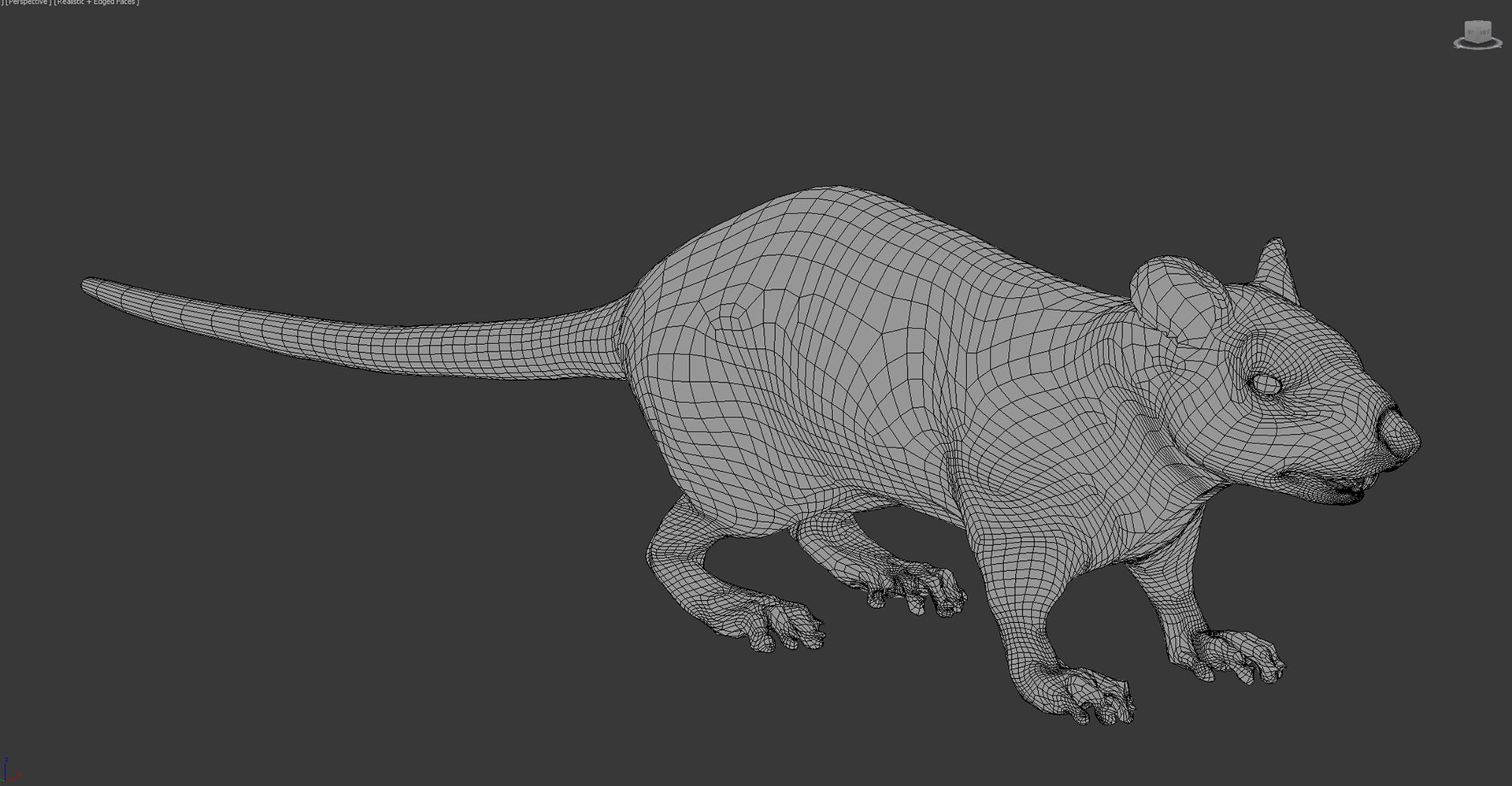 animal rat 3D model https://p.turbosquid.com/ts-thumb/VB/7GLJA5/Pa/wire/jpg/1633302373/1920x1080/fit_q87/b20690889e64084f608bb7029dab4d2188e13c9f/wire.jpg