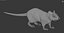 Rat