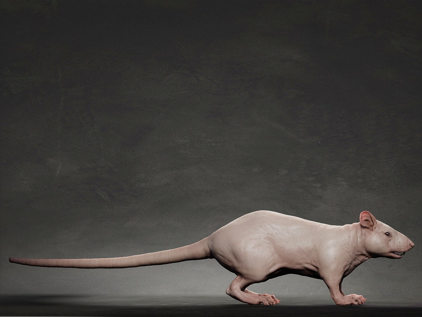 animal rat 3D model https://p.turbosquid.com/ts-thumb/VB/7GLJA5/Q3/3/jpg/1633302212/1920x1080/fit_q87/9e67260517e02fedaa720ea20e33789f0b402cb7/3.jpg