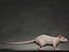 Rat