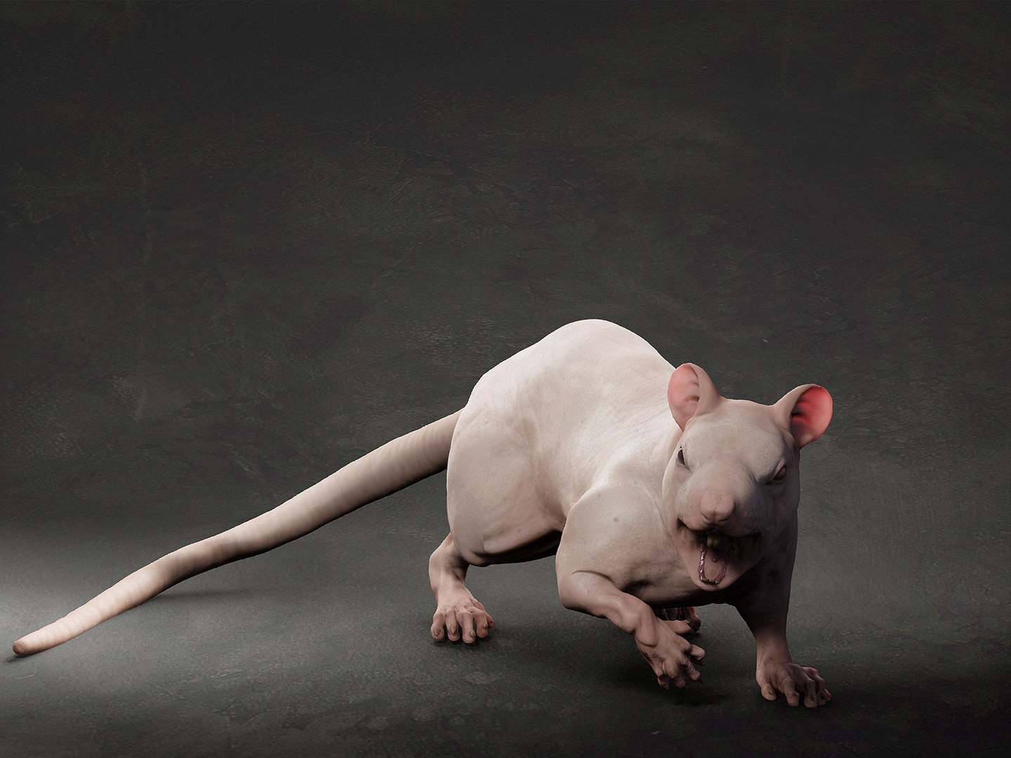 animal rat 3D model https://p.turbosquid.com/ts-thumb/VB/7GLJA5/ni/1/jpg/1633302209/1920x1080/fit_q87/22c76360714ed6b61163a842bd3b2f0b0205b0f8/1.jpg