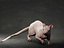 Rat