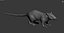 Rat