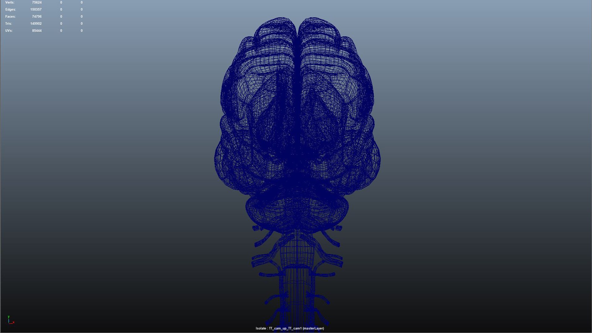 3D Human Brain With Cranial Nerves - TurboSquid 2307954