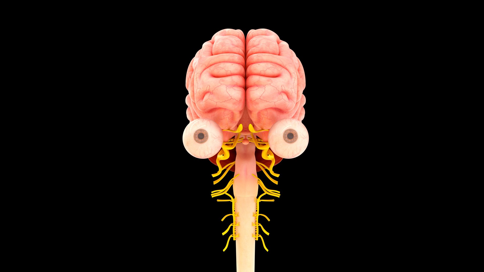 3D Human Brain With Cranial Nerves - TurboSquid 2307954
