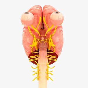 Human brain with cranial nerves