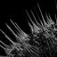 Cellule morte 1
