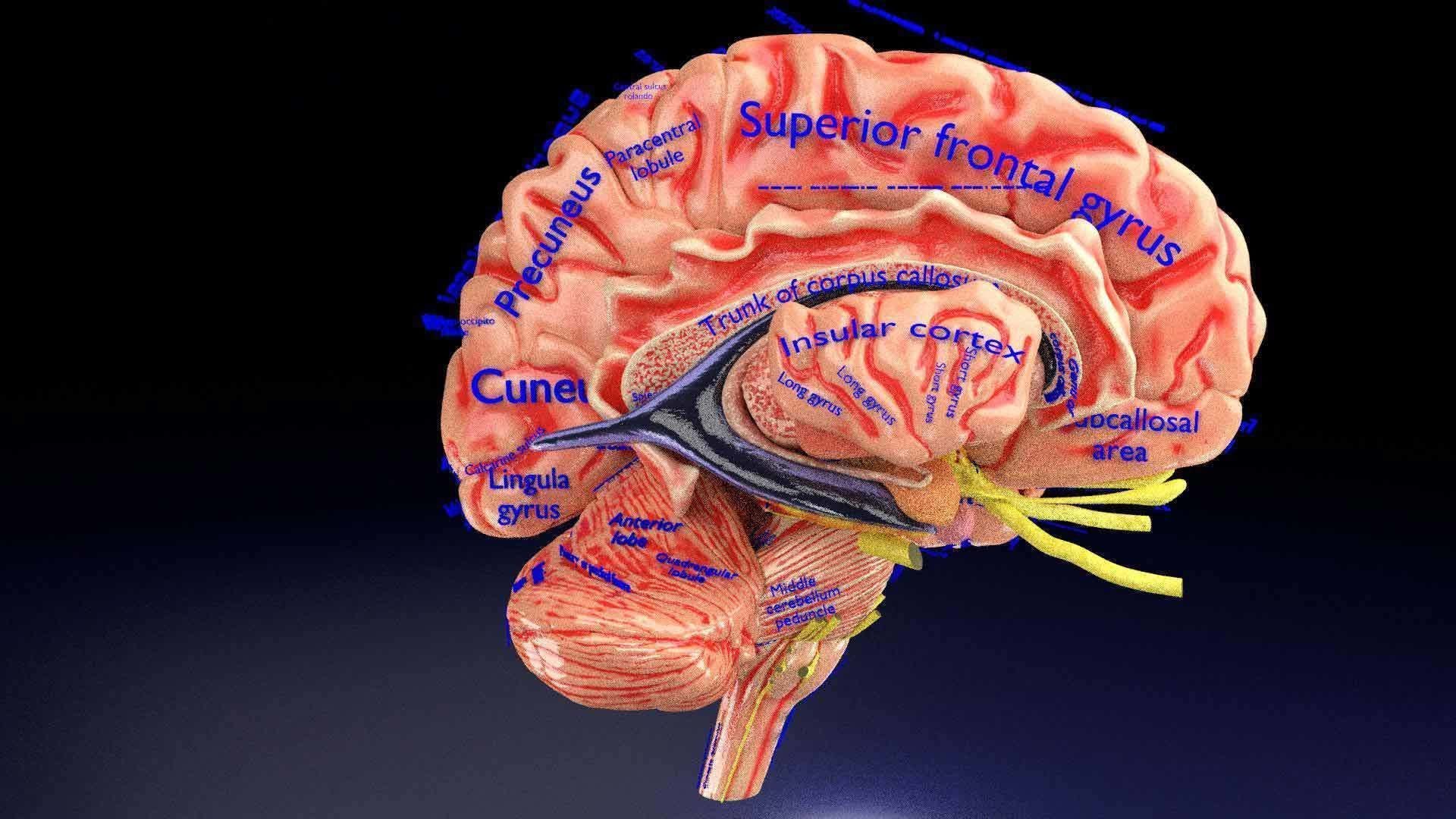 Central nervous system cortex limbic basal ganglia stem cerebel 3D ...